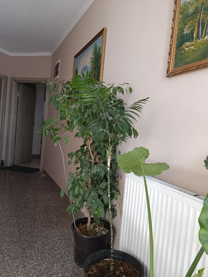 Ivana Βελιγράδι Εξωτερικό φωτογραφία